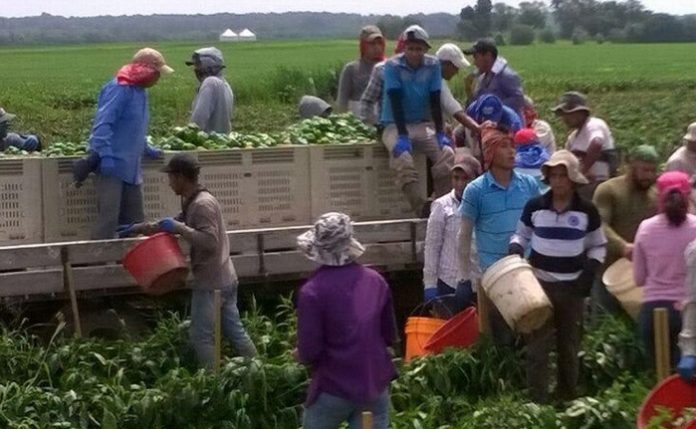 EL GOBIERNO federal, con el apoyo de la SADER, busca integrar el Plan Nacional de Desarrollo (PND) 2019-2024 .