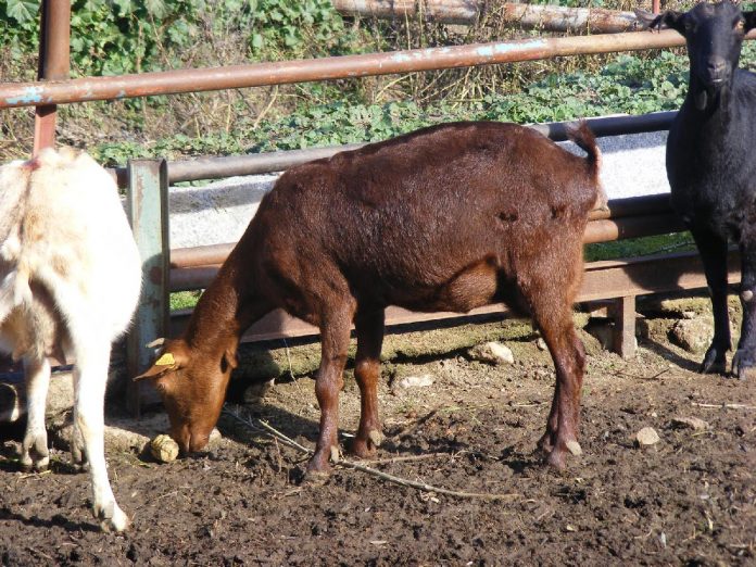 LAS GALLETAS están hechas a base de cúrcuma, planta eficaz para disminuir parásitos que infectan el intestino de estos animales.