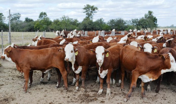 UN GRUPO de médicos veterinarios darán asistencia a los ganaderos del estado para que su hato sea más productivo.