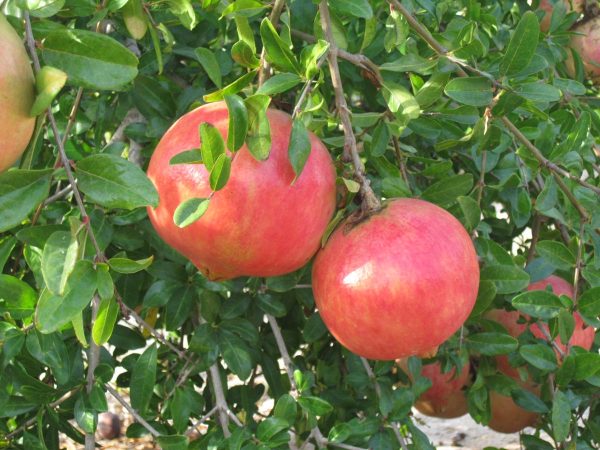 PARA EL cultivo de granada de la variedad Wonderful se destinan 13 hectáreas de una huerta ubicada en Ciudad Guzmán.