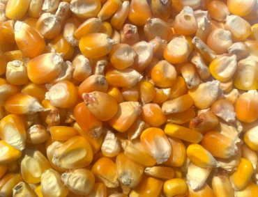 LA TONELADA de maíz y frijol las comprará SEGALMEX en Chiapas a cinco mil 620 pesos y 14 mil 500 pesos, respectivamente.