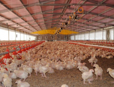 EL VIRUS representa una grave amenaza para el sector avícola.
