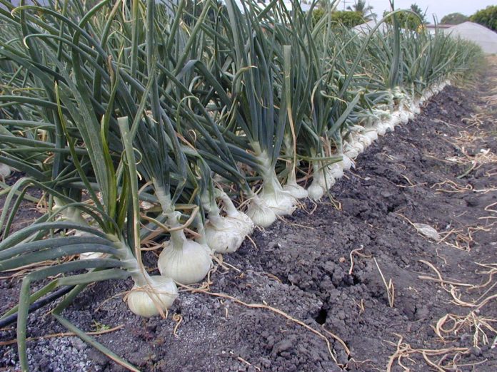 DESTACA LA producción de cebolla.