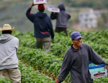 CADA AÑO más de 24 mil trabajadores agrícolas temporales mexicanos van a Canadá a laborar en el agro de aquel país.