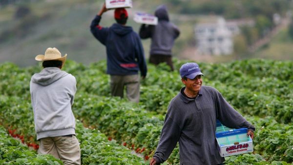 CADA AÑO más de 24 mil trabajadores agrícolas temporales mexicanos van a Canadá a laborar en el agro de aquel país.