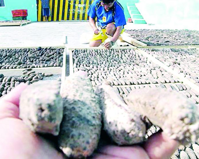 ASEGURAN QUE mientras haya quien compre pepino de mar, el problema prevalecerá en las costas yucatecas.