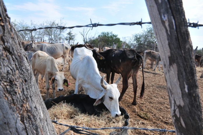 EL GANADO pierde peso por la falta de agua y de alimento. PALABRAS