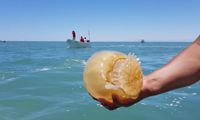 HASTA EL momento se han capturado más de 10 mil toneladas de la medusa también conocida como mala agua.