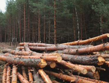 ESTIMAN QUE solo un ocho por ciento de esta afectación es por tala es ilegal; el resto se realiza con la venia de las autoridades.