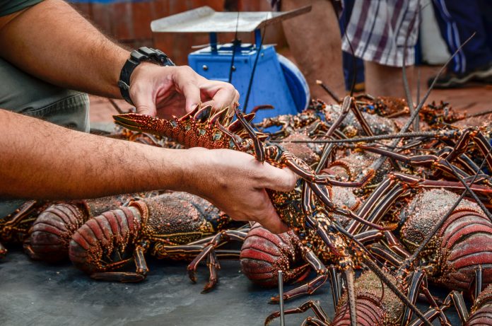 LA PESCA de langosta disminuye debido al cambio climático, lo que afecta a los pescadores de Baja California.