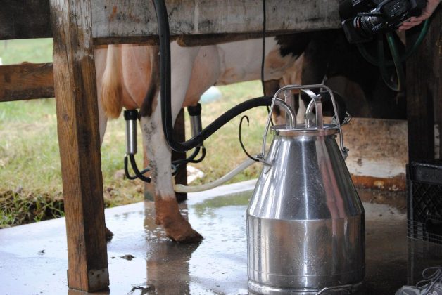 Al menos 90 % de los productores de leche del país son afectados por el TLCAN, que quebró a medio millón de unidades productivas y dañó a otras 150 mil.