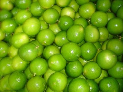 EN CIFRAS de entre tres y diez pesos venden el precio por kilo de limón persa por sobreproducción de Oaxaca.