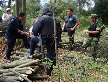 SEÑALAN QUE el 90 por ciento de la madera que se utiliza en el estado provienen de la tala ilegal.