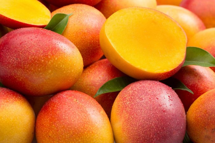 EL MANGO de Sinaloa va a la conquista de Europa.