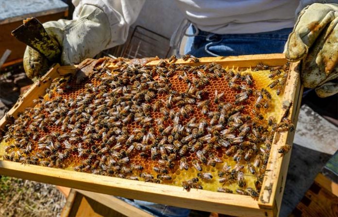 LA MIEL mexicana será adquirida por SEGALMEX al reincorporarse el dulce a la canasta básica, aunque el coordinador de Ganadería de SADER no precisó cuándo.