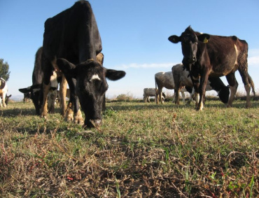 EL PASTO verde, otra fuente de alimentación para el ganado, ya se está acabando.