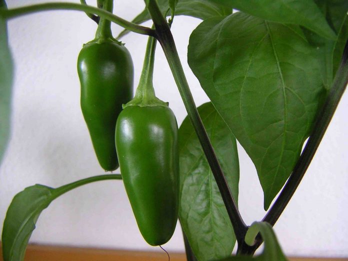 SE DESTINARÁN unas 300 hectáreas para la producción de chile jalapeño en la región lagunera de Durango y Coahuila.