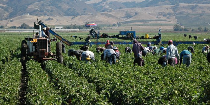 DE ACUERDO con el CNA, si no se apoya a los productores medianos y grandes, el país va a depender más de las importaciones.