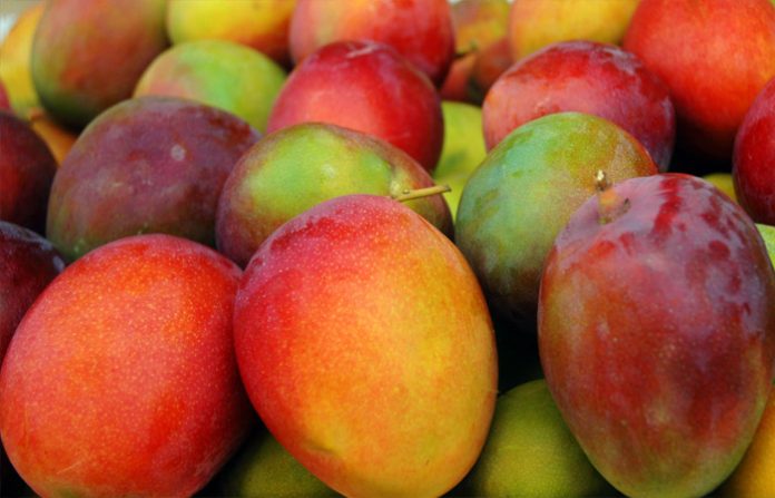 LAS BUENAS condiciones climáticas permitieron obtener el buen volumen del producto