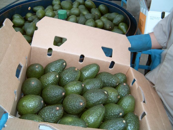 SOBRE EL aguacate, el SIAP señala que hubo una contracción de 20.2 por ciento con respecto a los primeros tres meses del año pasado.