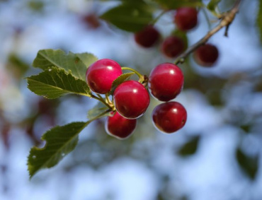 LA CEREZA, de concretarse el proyecto, será una nueva alternativa para los fruticultores del municipio.