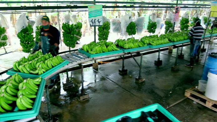 LOS CARGAMENTOS de plátano que México exportará a China saldrán desde el puerto de Manzanillo.