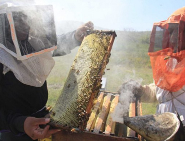 ACTUALMENTE EL precio de la miel en el mercado internacional es muy bajo, lo que afecta a los apicultores nacionales.