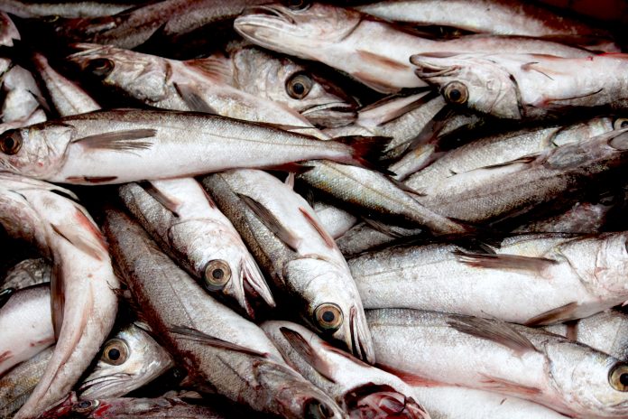 LA PESCA de la merluza en BC representa una alternativa al desarrollo económico de la región.