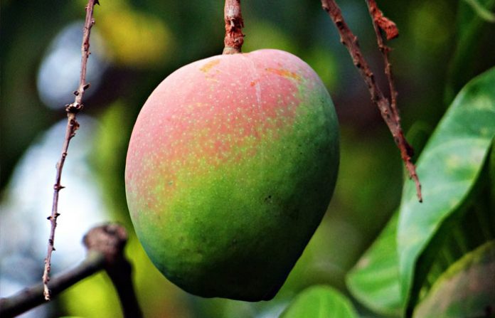EN EL sur de Sinaloa existen alrededor de 25 mil hectáreas dedicadas al mango.