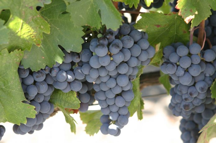 LAS UVAS rojas contienen una molécula llamada resveratrol, que es una sustancia antioxidante con beneficios cardiovasculares y anti-envejecimiento.