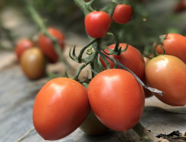 AÚN PUEDE haber un nuevo entendimiento comercial que permita mantener el comercio del tomate en las mejores condiciones entre las dos naciones.