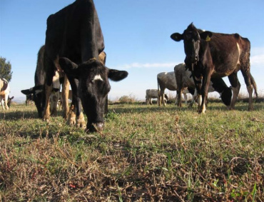 TEMEN PERDER más cabezas de ganado porque el pasto de los potreros casi se acabó.