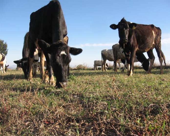 TEMEN PERDER más cabezas de ganado porque el pasto de los potreros casi se acabó.