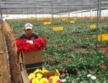 EL ESTADO de México, Puebla y Morelos concentran el 70 por ciento de la producción nacional de flores.