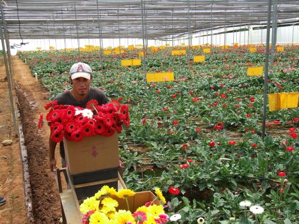 México destaca en la producción de flores - TierraFértil®