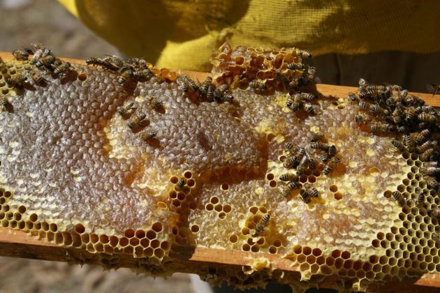 ANÁLISIS REALIZADOS en abejas, polen y miel, se hallaron restos de pesticidas que son dañinos para el medio ambiente y el ser humano.