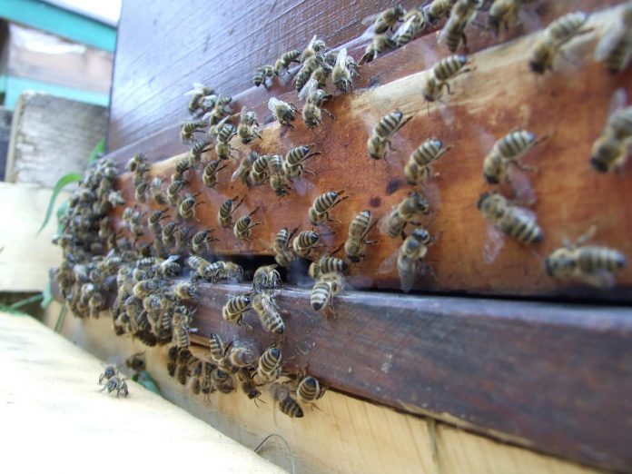 México produce anualmente casi 60 mil toneladas de miel de abeja de alta calidad, lo que coloca al país como el séptimo productor mundial del dulce.