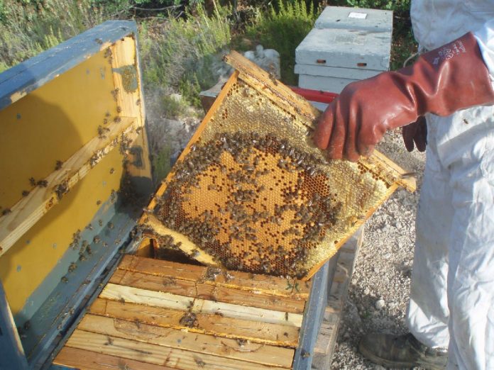 LOS APICULTORES piden actuar contra quienes realizan la deforestación de mezquites.