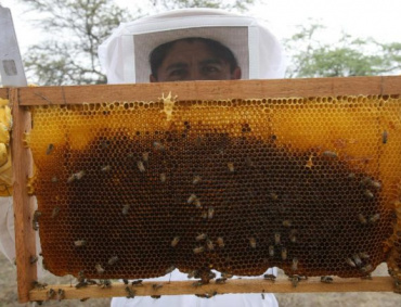DE NOVIEMBRE del año pasado hasta marzo de este 2017, sólo habían recolectado 50 toneladas de miel.