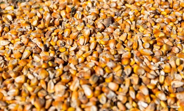 LA EMPRESA Nestlé dejará de importar maíz y trigo para enfocarse en sustituirlo con granos nacionales.