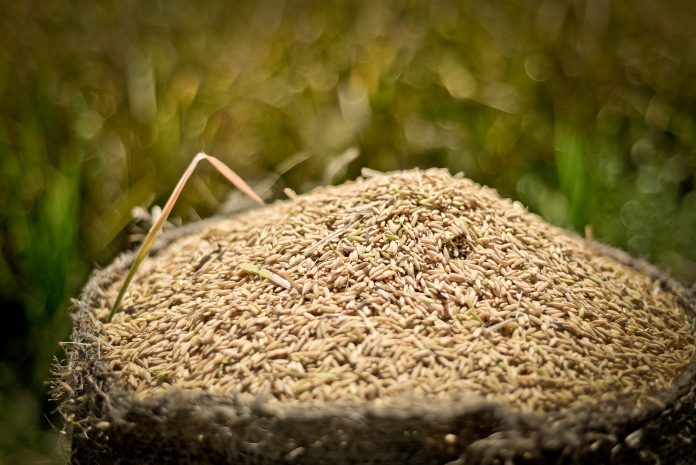 EL ARROZ producido en Morelos cuenta con denominación de origen, pero no se le da el valor que realmente tiene