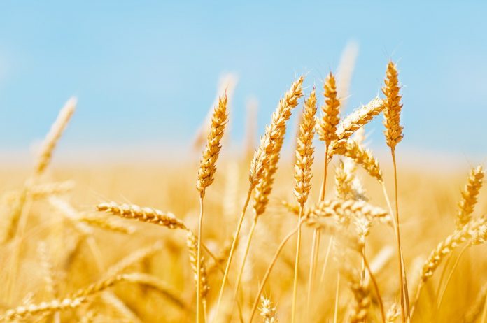 LA IMPORTACIÓN de trigo a Rusia sigue al alza en el 2018.
