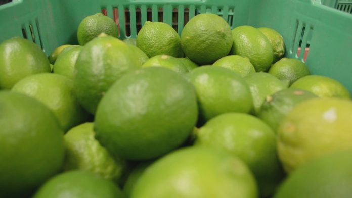 LAS EXPORTACIONES de limón persa de Veracruz podrían afectarse por el cierre de fronteras de EE.UU. por culpa de los migrantes centroamericanos.