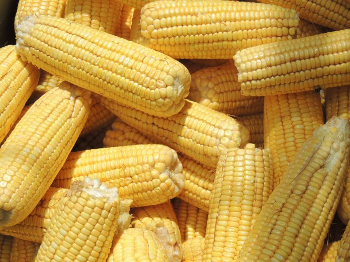 SI SE introduce el grano genéticamente modificado a nuestro país, podrían contaminarse las variedades criollas nativas, aseguran.