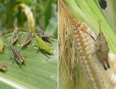 ESTE INSECTO tiene una gran cantidad de minerales y vitaminas.