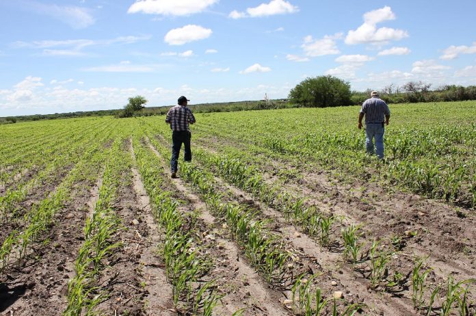 POCAS TIERRAS de cultivos están aseguradas en Oaxaca.