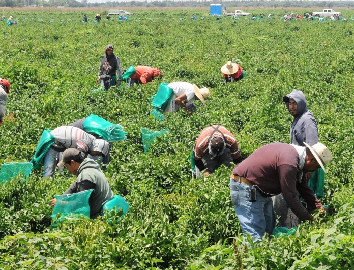 EL CONSEJO Nacional Agropecuario pidió al gobierno federal no recortarle más al presupuesto ALSENASICA DENASICA en el año 2020.