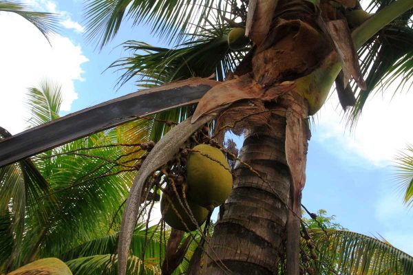 LAS HUERTAS de palma de coco del estado bajaron su producción porque ya están viejas.