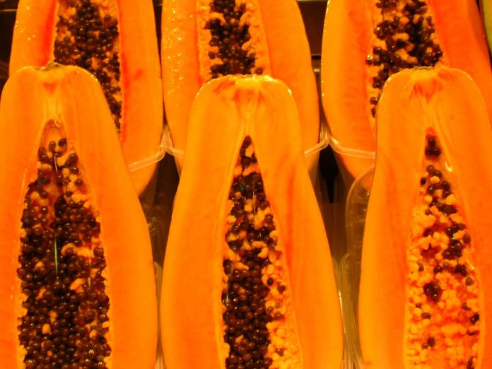 EXIGEN PRUEBAS para culpar a la papaya maradol mexicana.