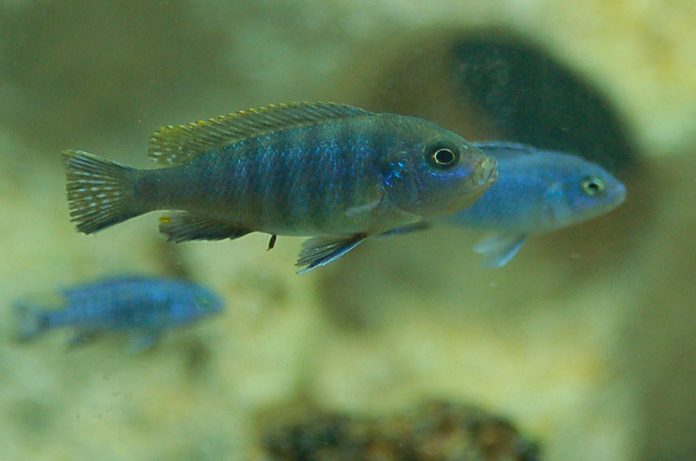 LOS PECES de ornato llamados cíclidos contaminaron la presa Francisco Leiva y acaban con la pesca de mojarra.